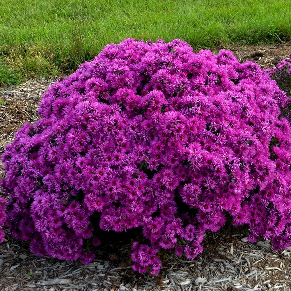 Image of 'Pink Crush' New England aster. 