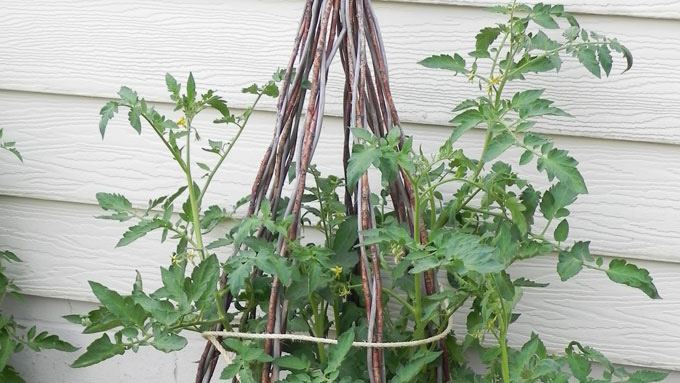 Tomato Trellis or Support Structure