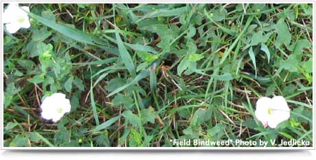 Field Bindweed - Weed Management