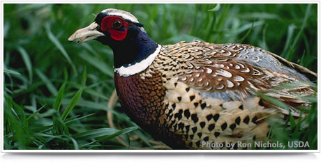 Living With Wildlife - Pheasant Photo - USDA