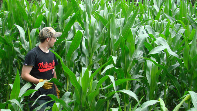 Nebraska Corn Field - Soni Cochran