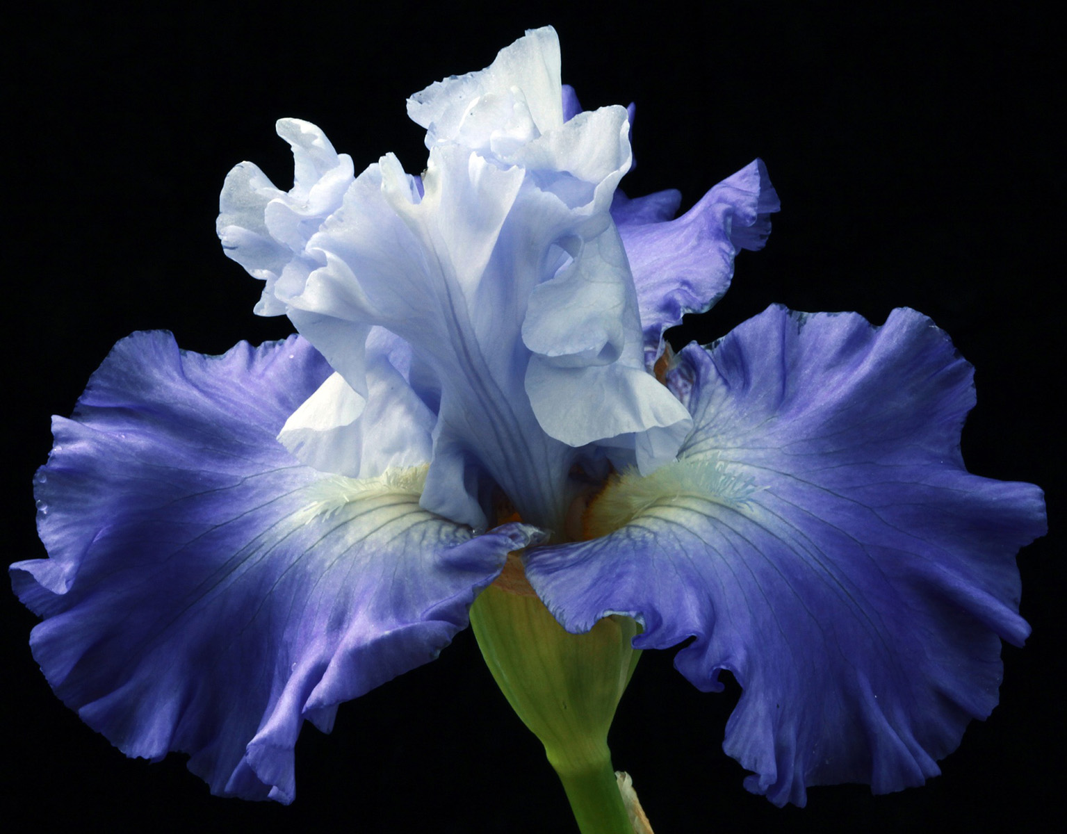 Picture purple iris