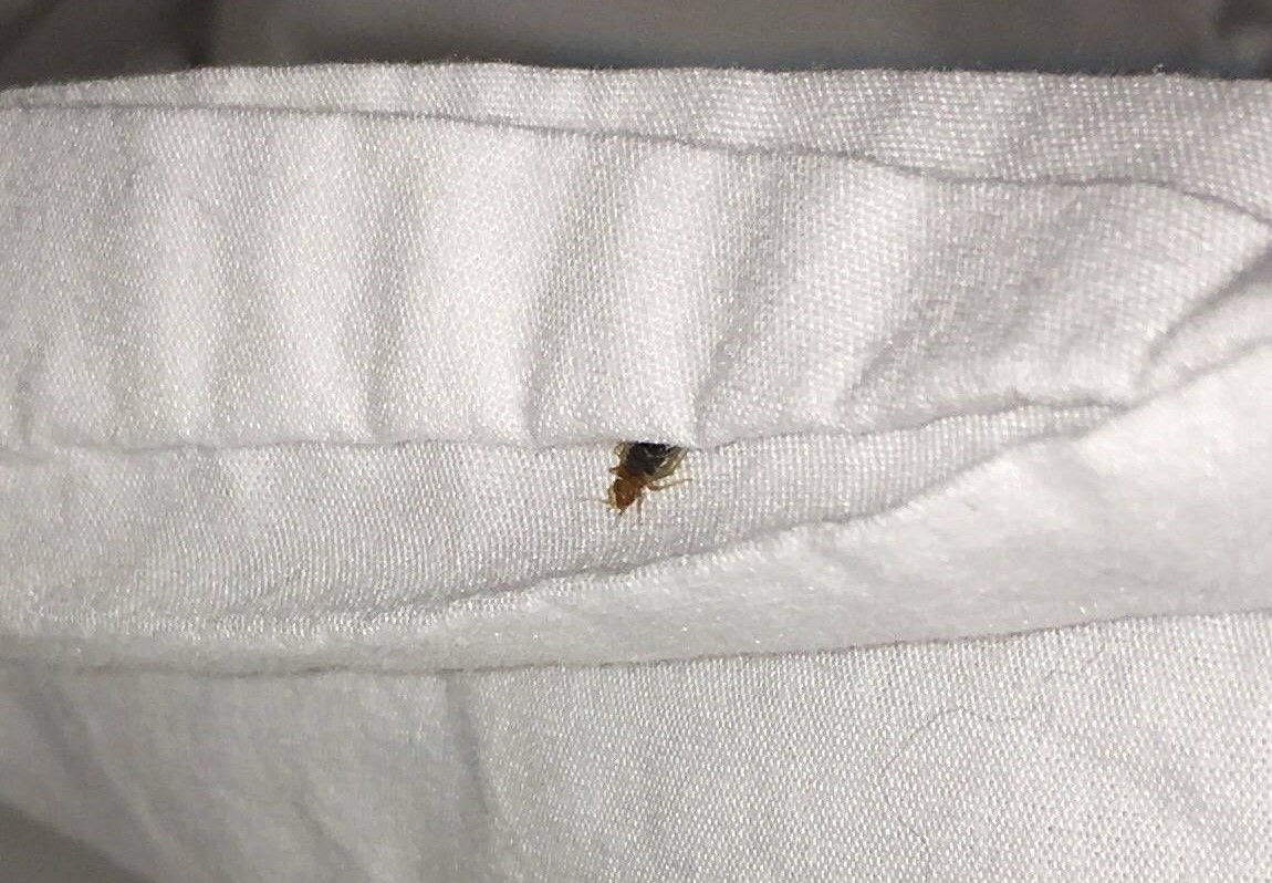 Bed bug on bed