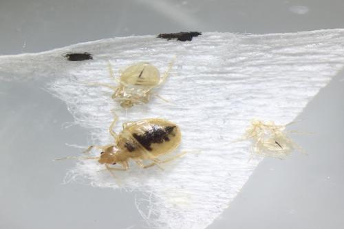 Immature bed bug with shed exoskeletons and black fecal marks