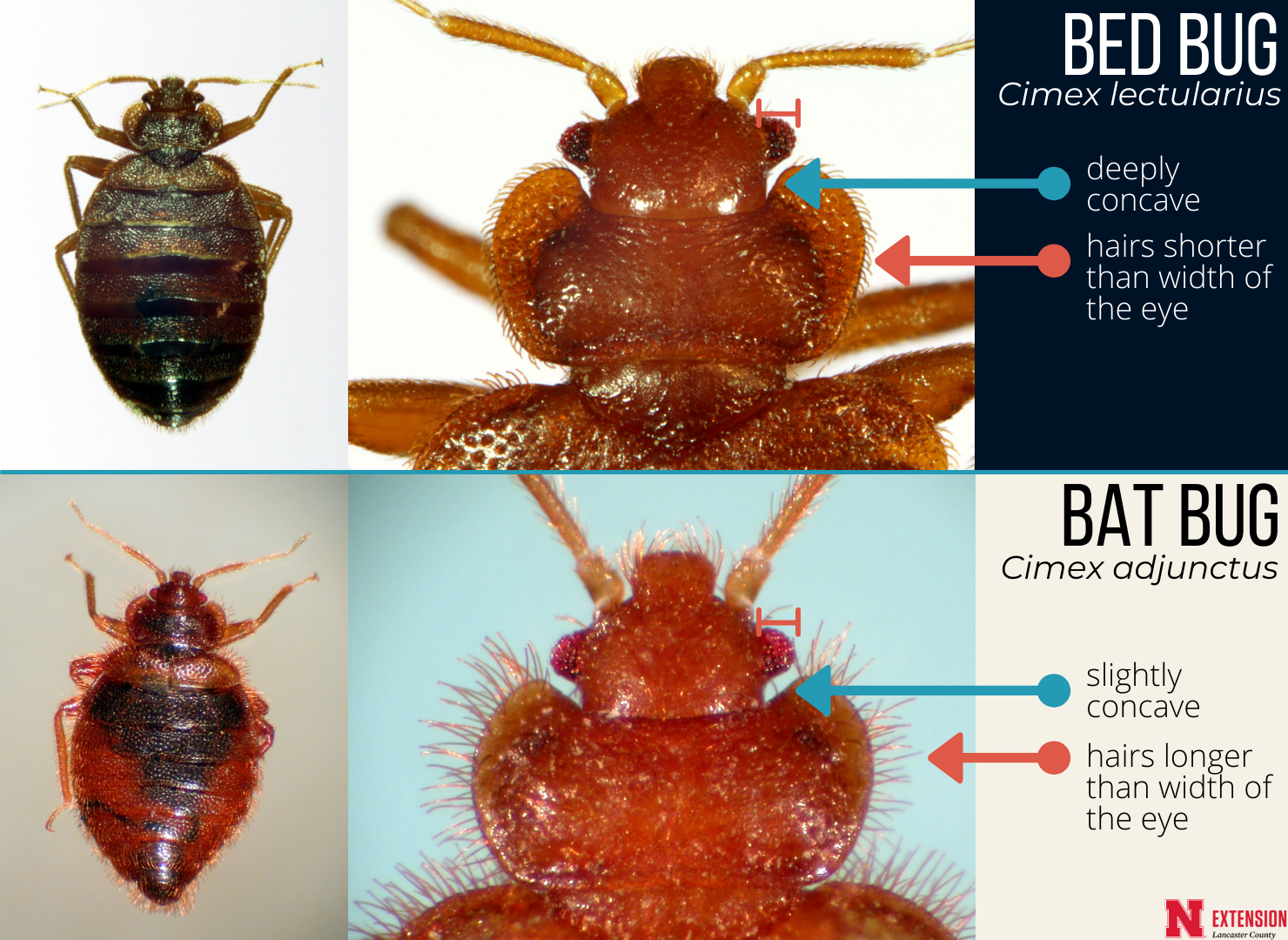 A comparison of bed bugs with short hairs and bat bugs with long hairs