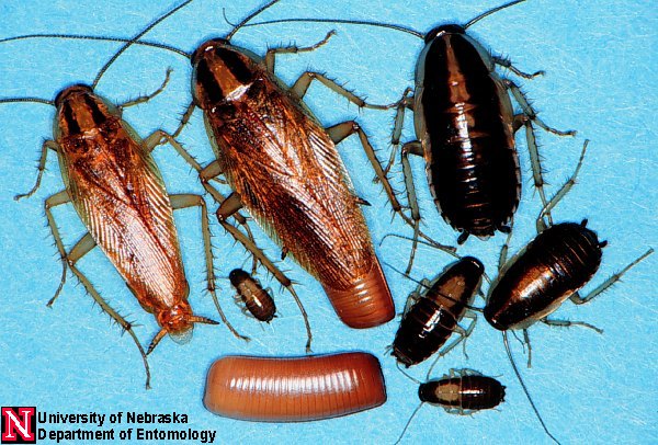 Least Toxic Cockroach Control (120-94)
