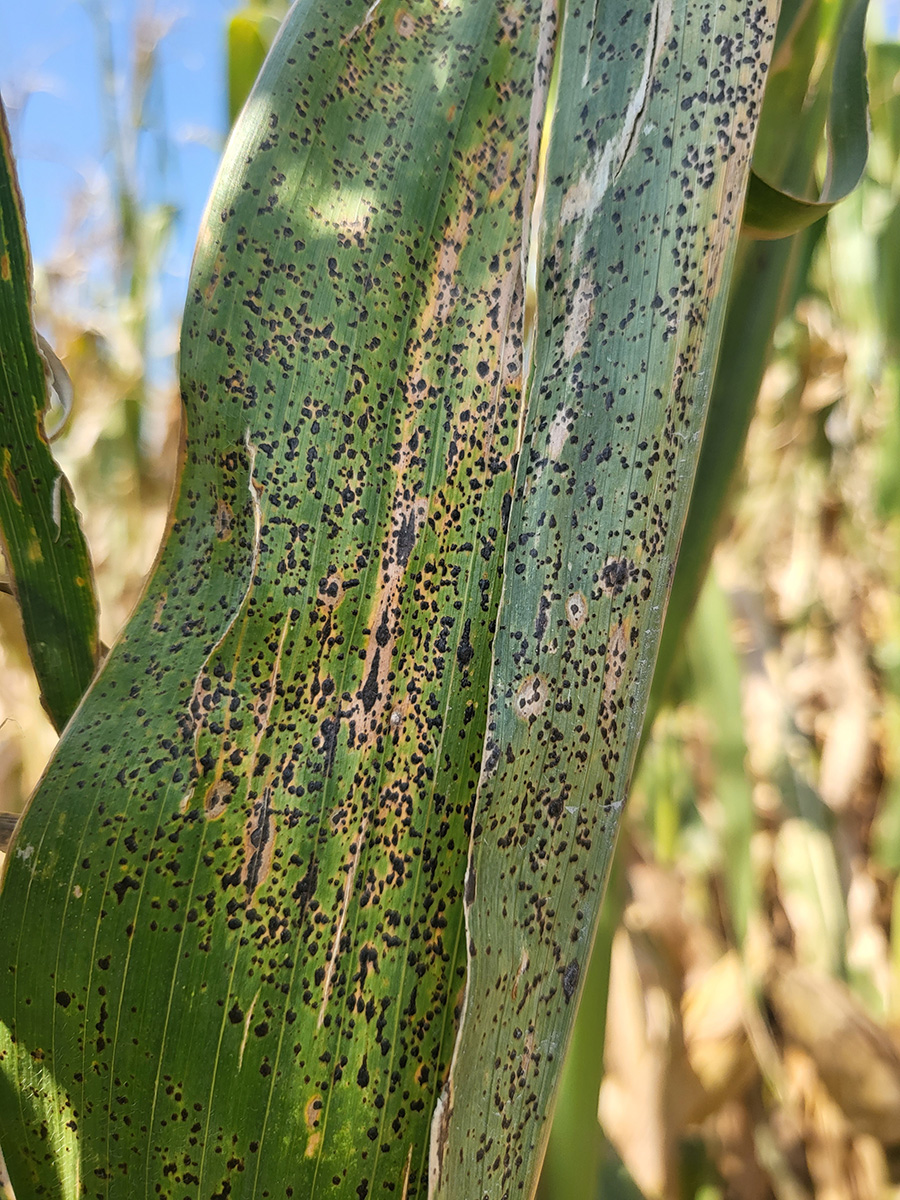 Tar Spot is an Emerging Corn Disease in Eastern Nebraska