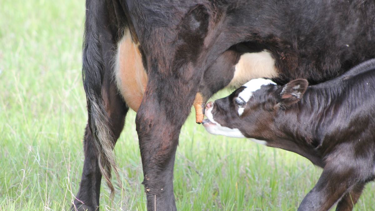 Nebraska Extension Hosts Cow Clinics