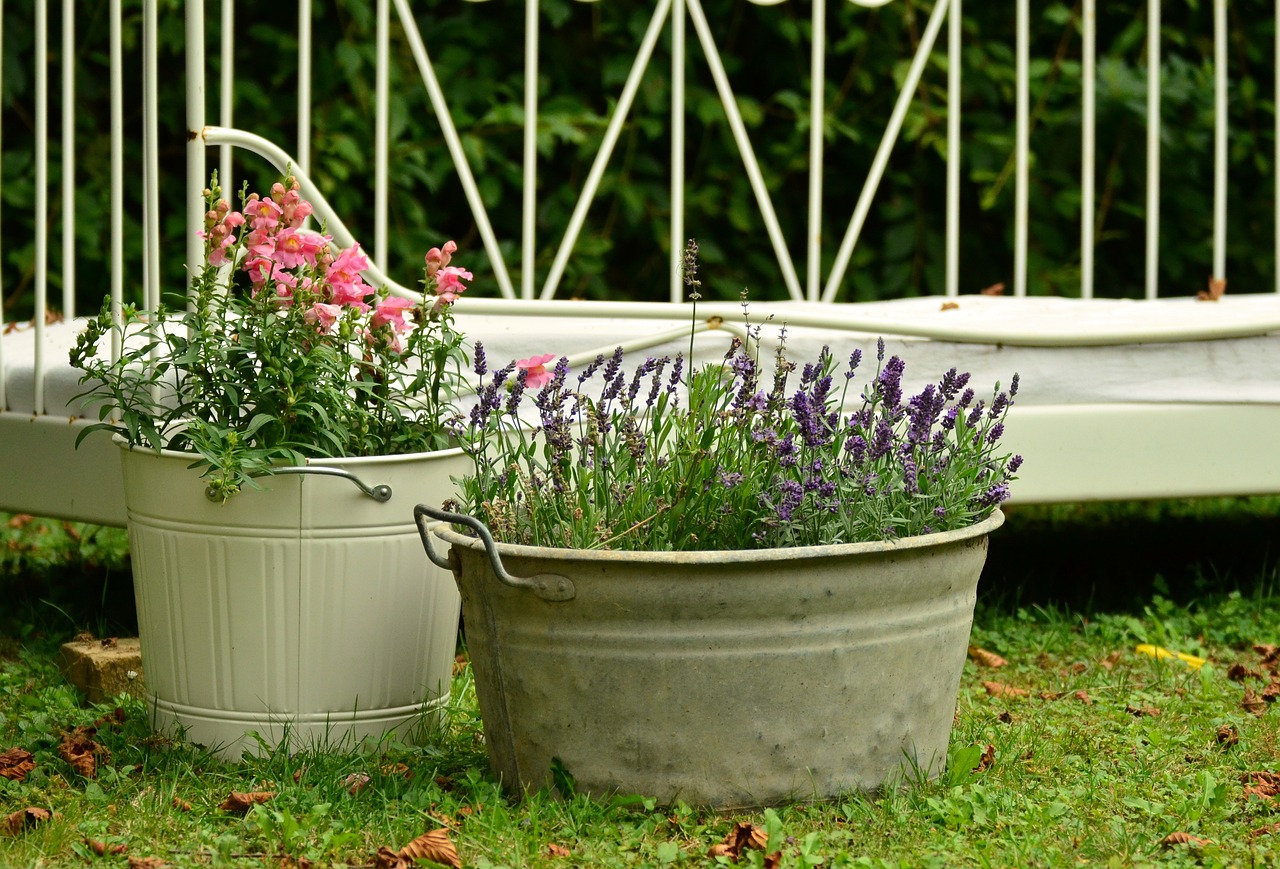 Image of flowers growing in a container.