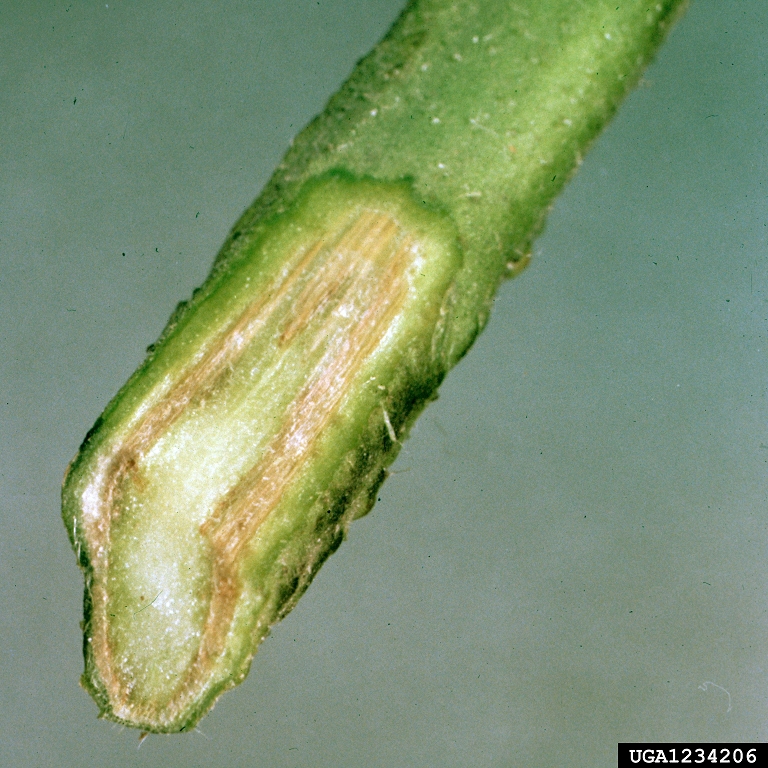 Picture-of-Browning of tomato vascular tissue by Fusarium wilt. Image from Clemson University - USDA Cooperative Extension Slide Series, Bugwood.org.