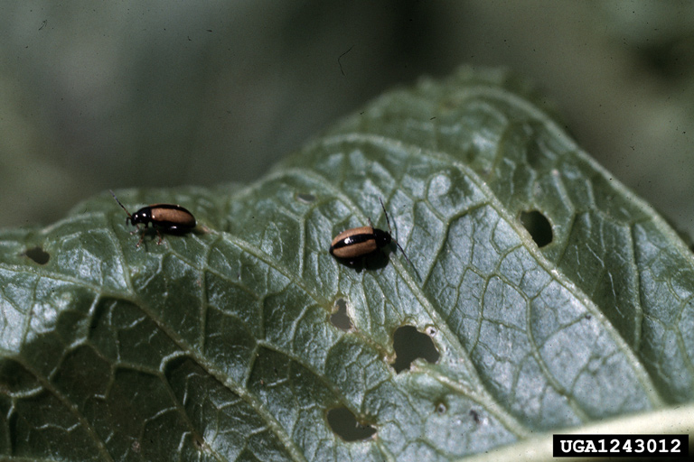 Image of horseradish flea beetle damage to the foliage. 