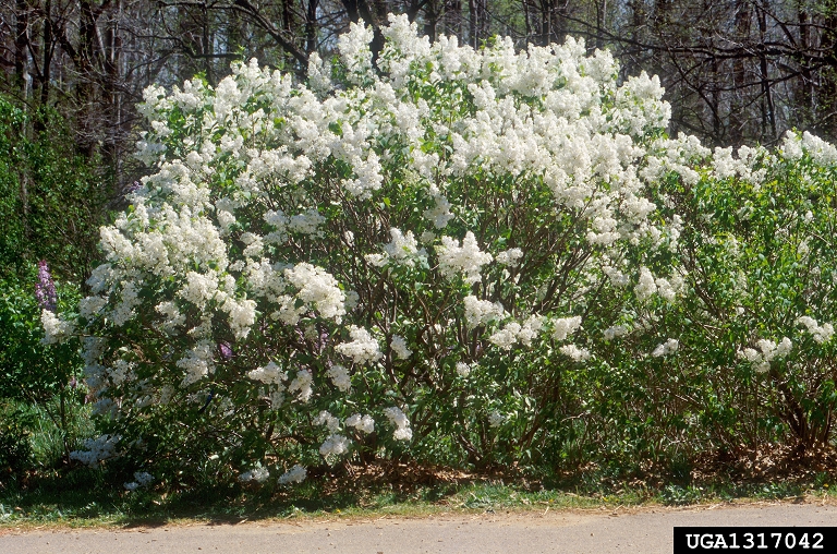 Picture of White bush Lilac with need of pruning
