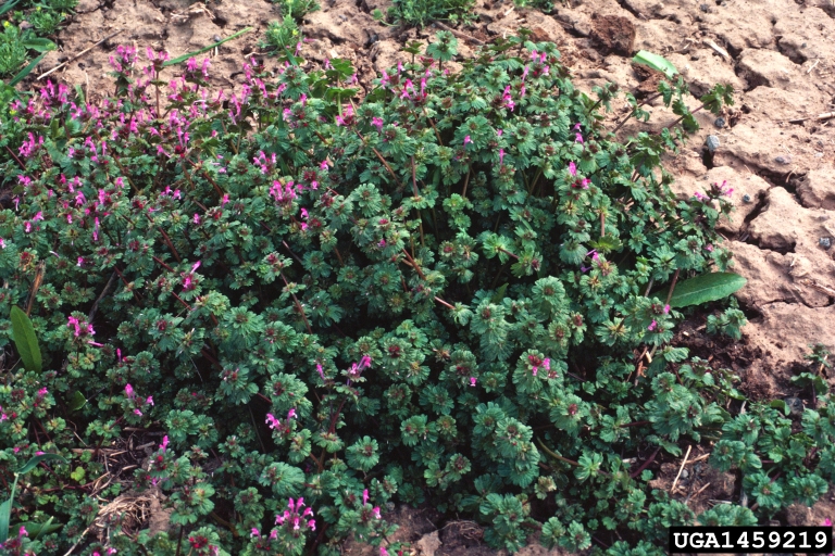 Mature winter annuals, like this blooming henbit, are much more difficult to control with herbicides and are likely to produce viable seed despite control measures. 