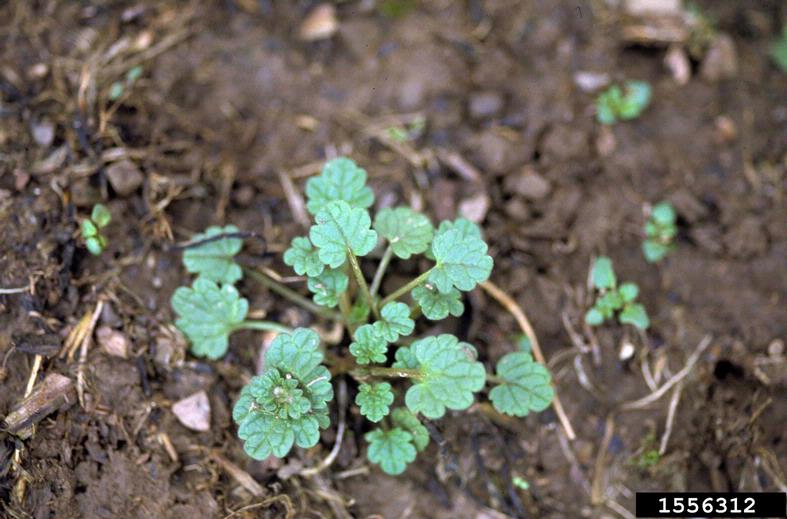 Image of a young henbit plant, a winter annual, can be hoed out in fall. 