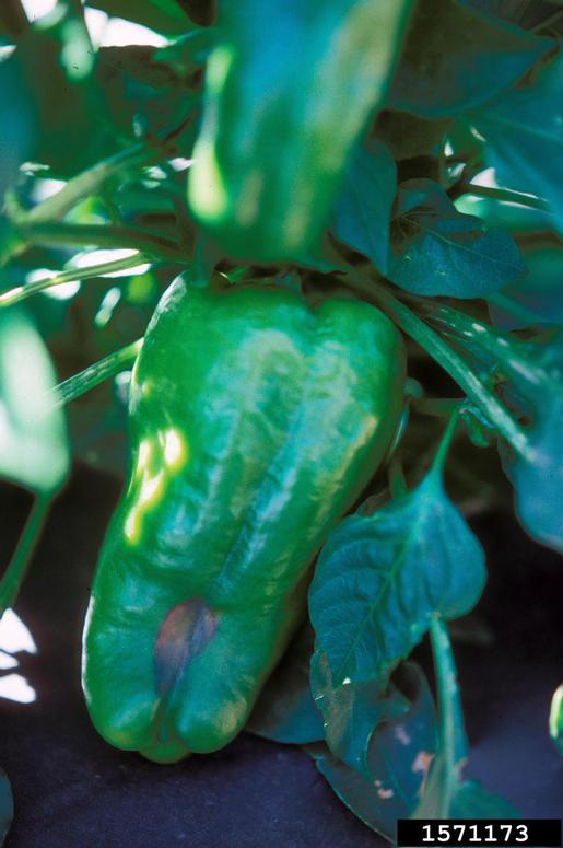 Picture of green pepper with blossom end rot.