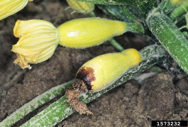 Picture of squash with blossom end rot.