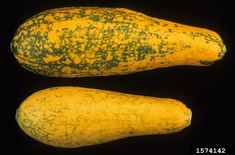 Virus infection is a potential cause of abnormalities in the vegetable garden, as with this watermelon mosaic virus infected yellow summer squash.