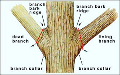 Diagram of tree branch protective structures. 