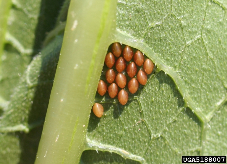 Scout for squash bug egg as soon as cucurbit plants begin to vine and destroy any found.