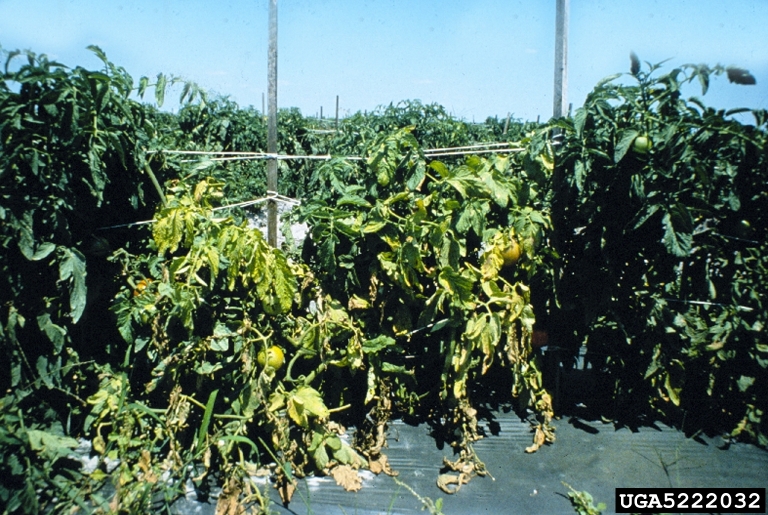 Two Fusarium infected tomato plants with advanced symptoms, flanked by two healthy plants. Image from the Florida Division of Plant Industry, Florida Dept. of Ag and Consumer Services, Bugwood.org.