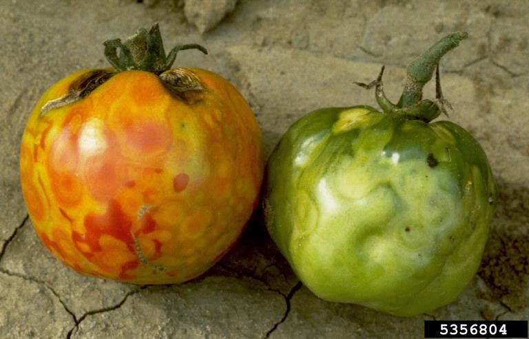 Picture of tomatoes infected with spotted wilt virus.