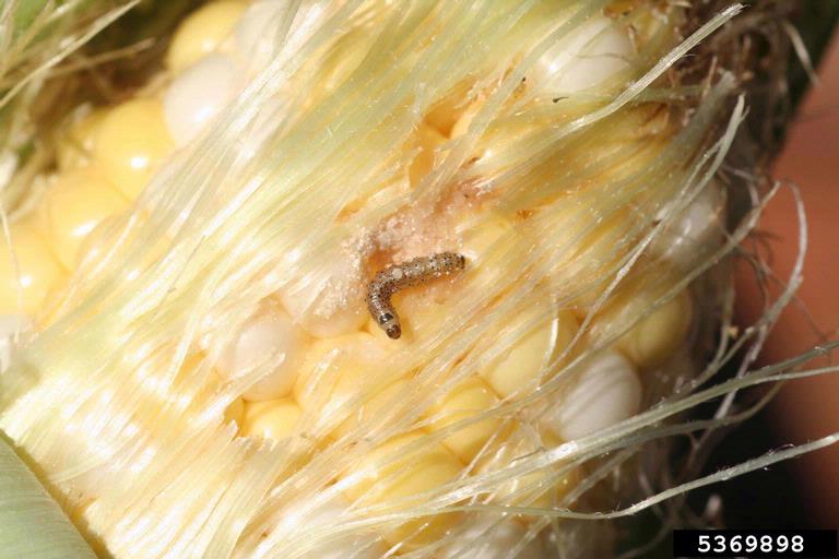 Young corn earworm larvae in the early stages of development.