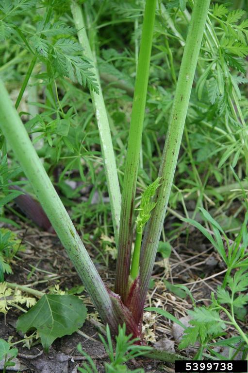 Young poison hemlock plant with only slight red-purple markings on the stem.