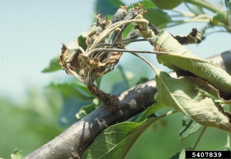 Picture of Flower spur dying from fire blight. Image from John Hartman, University of Kentucky, Bugwood.org.