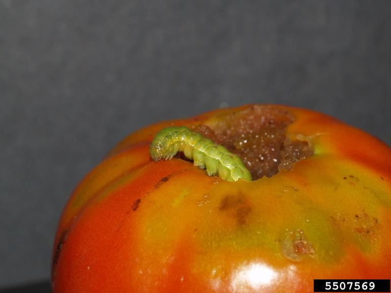 Corn earworm, also known as the tomato fruitworm, feeding on a tomato.