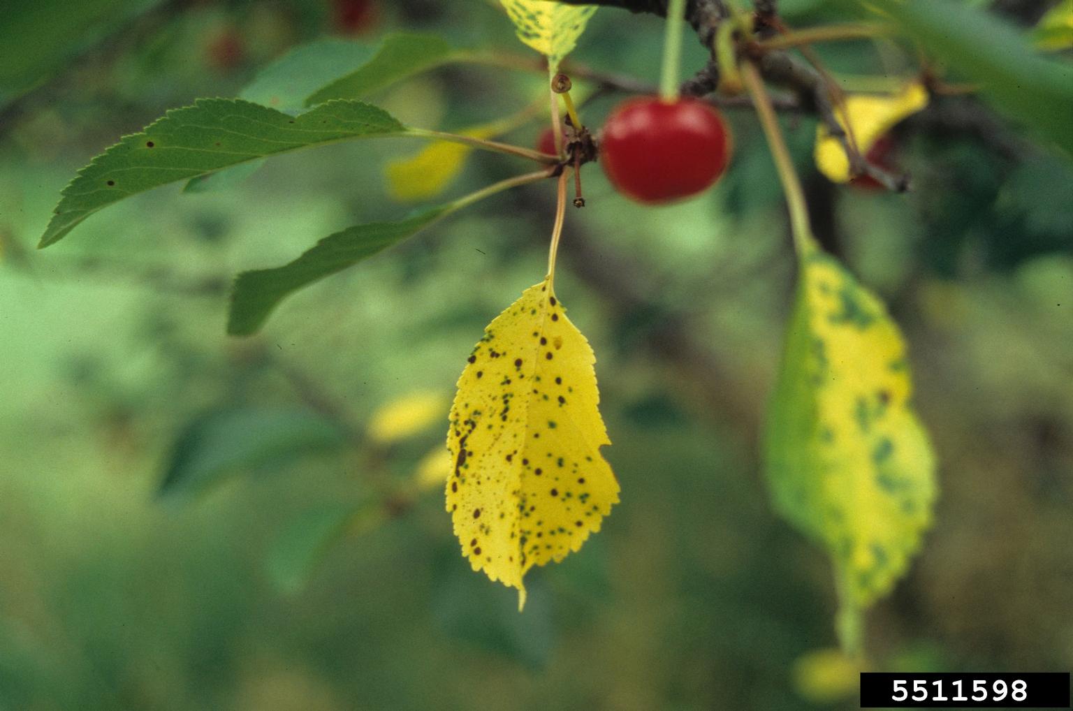 Image of cherry leaf spot lesions on leaves. 