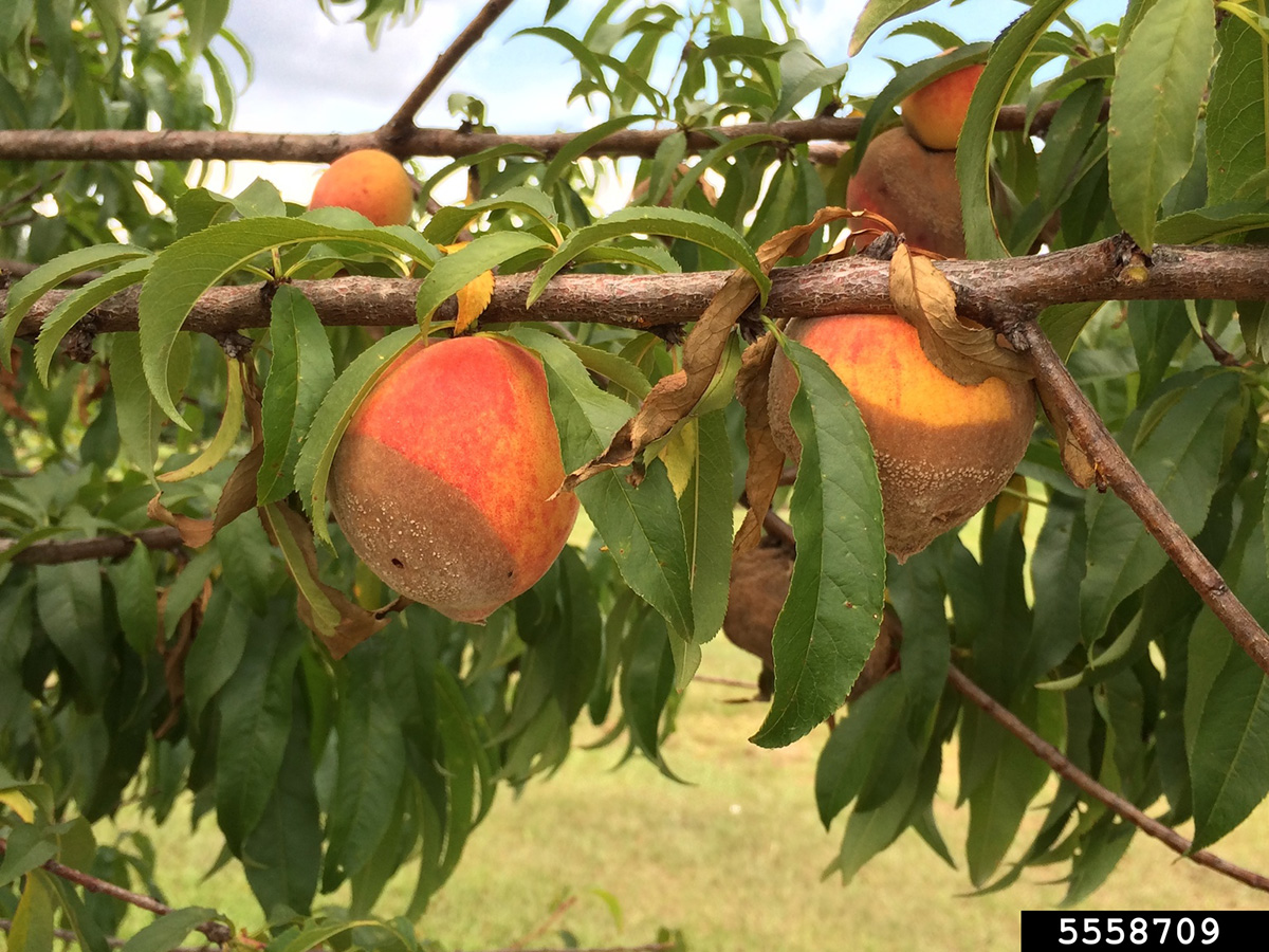 Image of brown rot on peach fruits. 