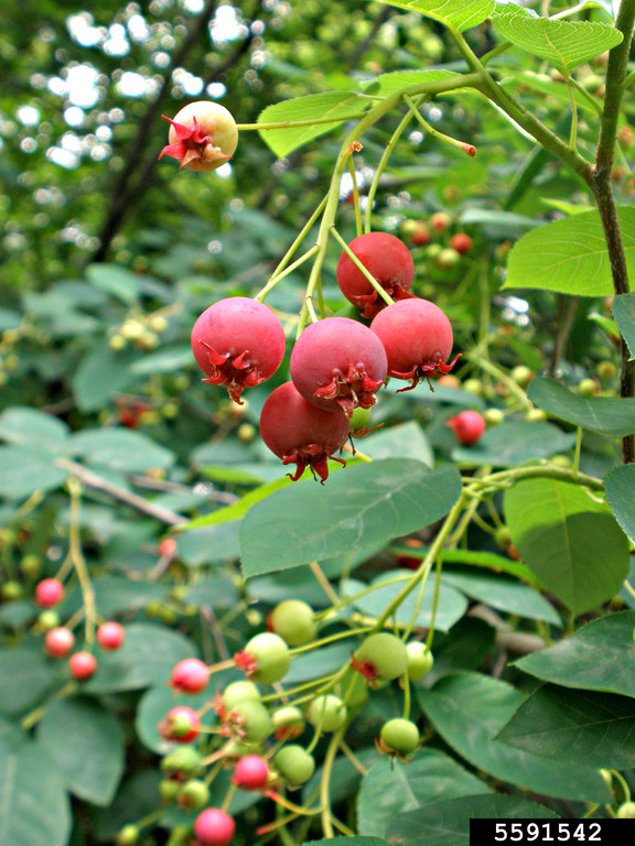 Serviceberry fruits still immature. Ansel Oommen, Bugwood.org.