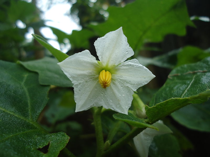 Eggplant White Flower
