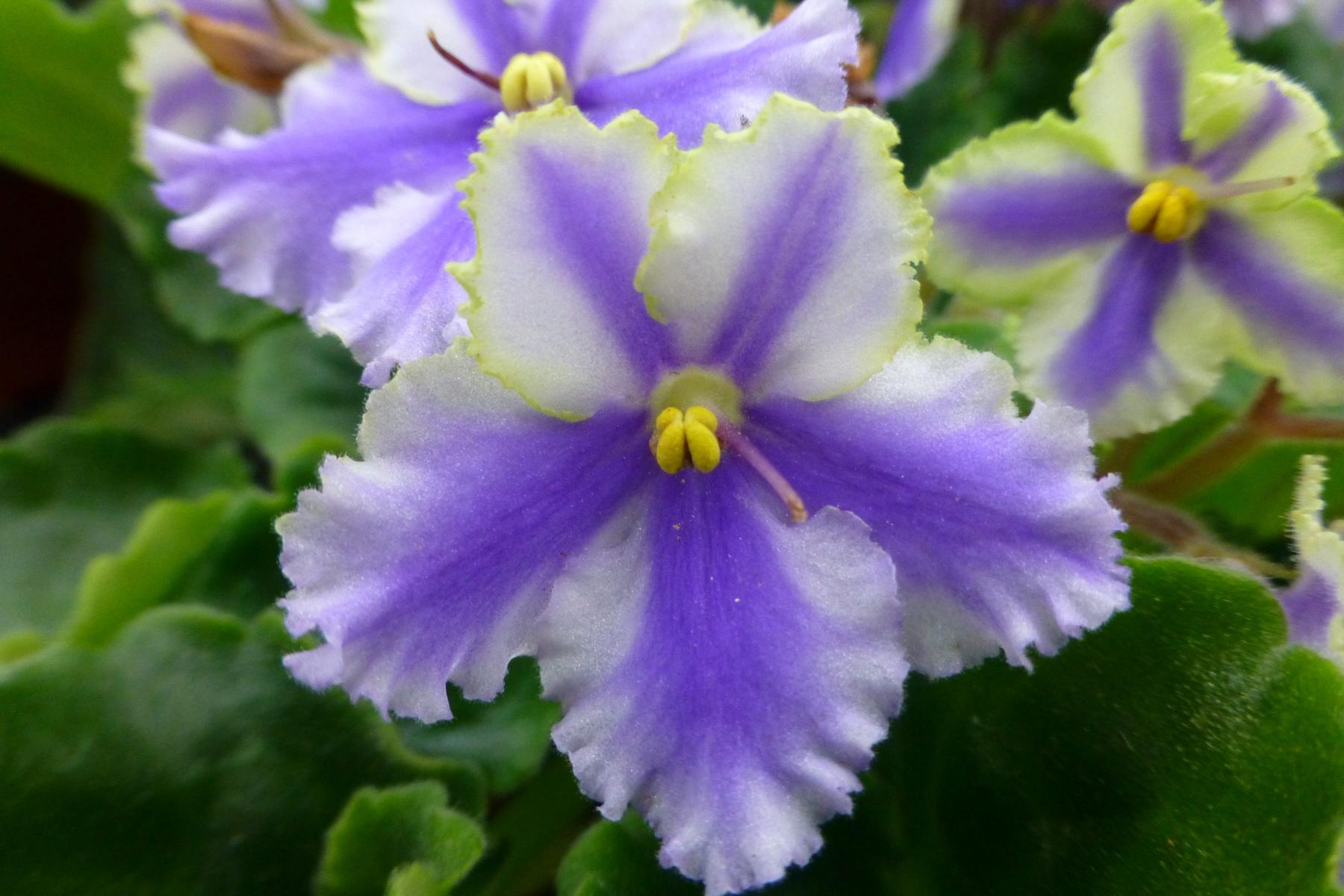 Picture of african violet flowers