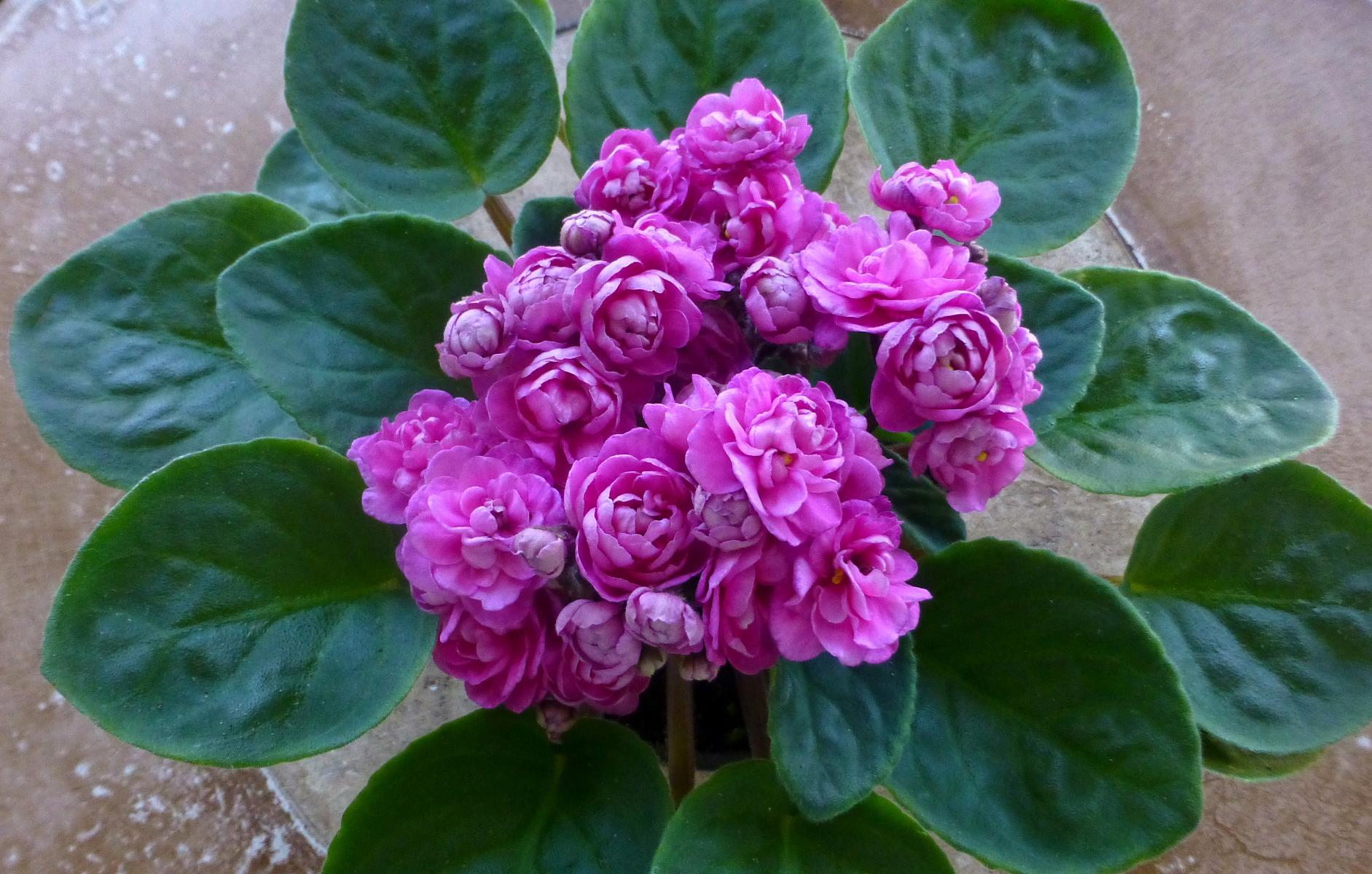 Picture of African violet doubleflowers