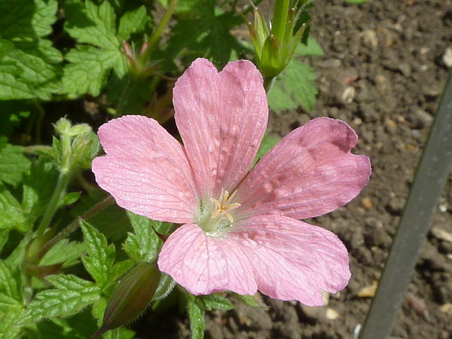 Image of 'Wargrave Pink' geranium flowers. 