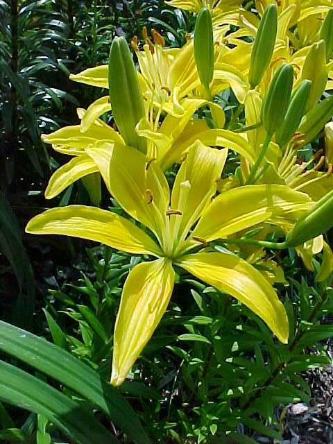 Image of 'Connecticut King' lily. 