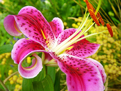 Image of 'Stargazer' lily. 