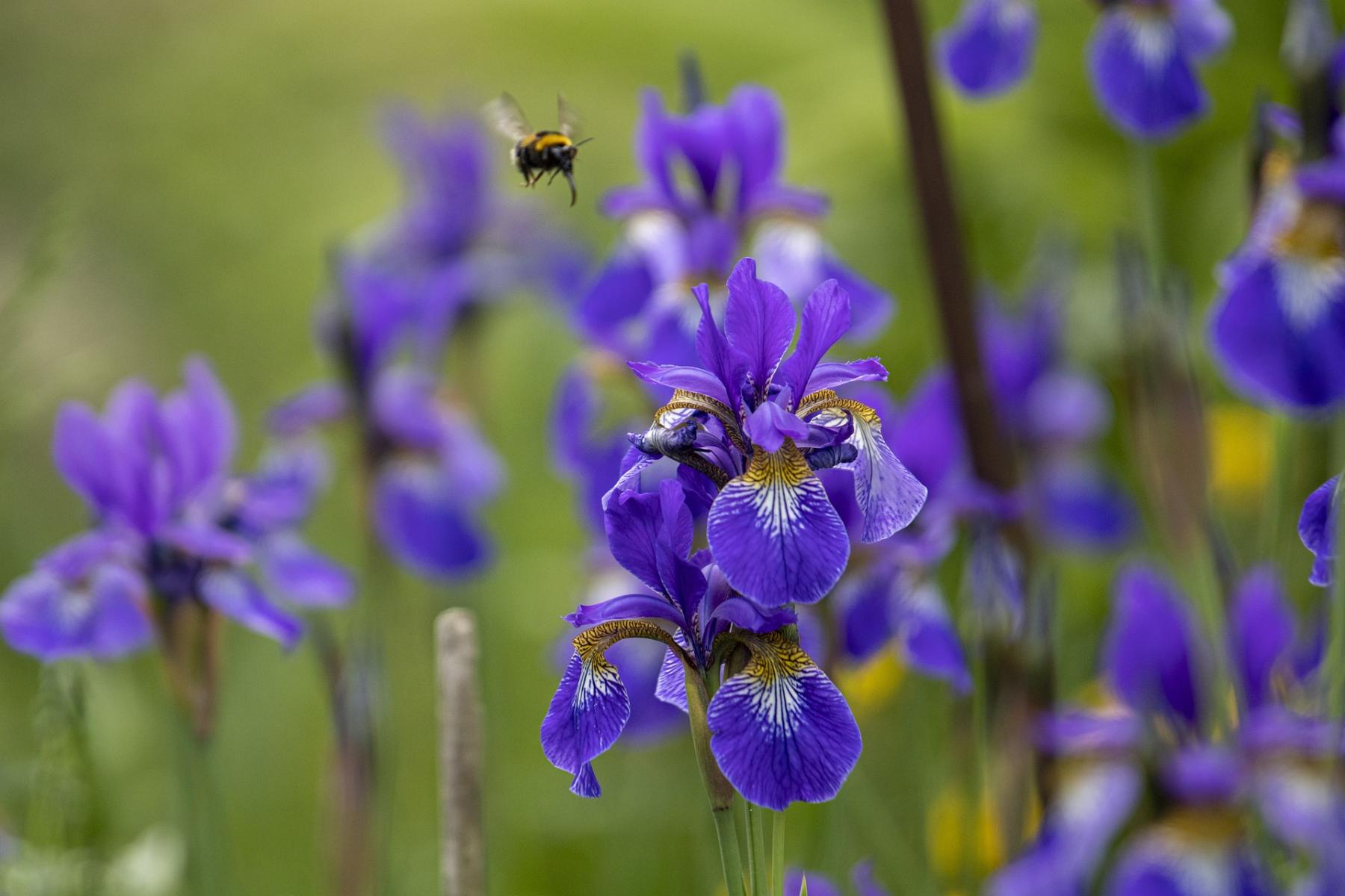 Image of Siberian iris. 