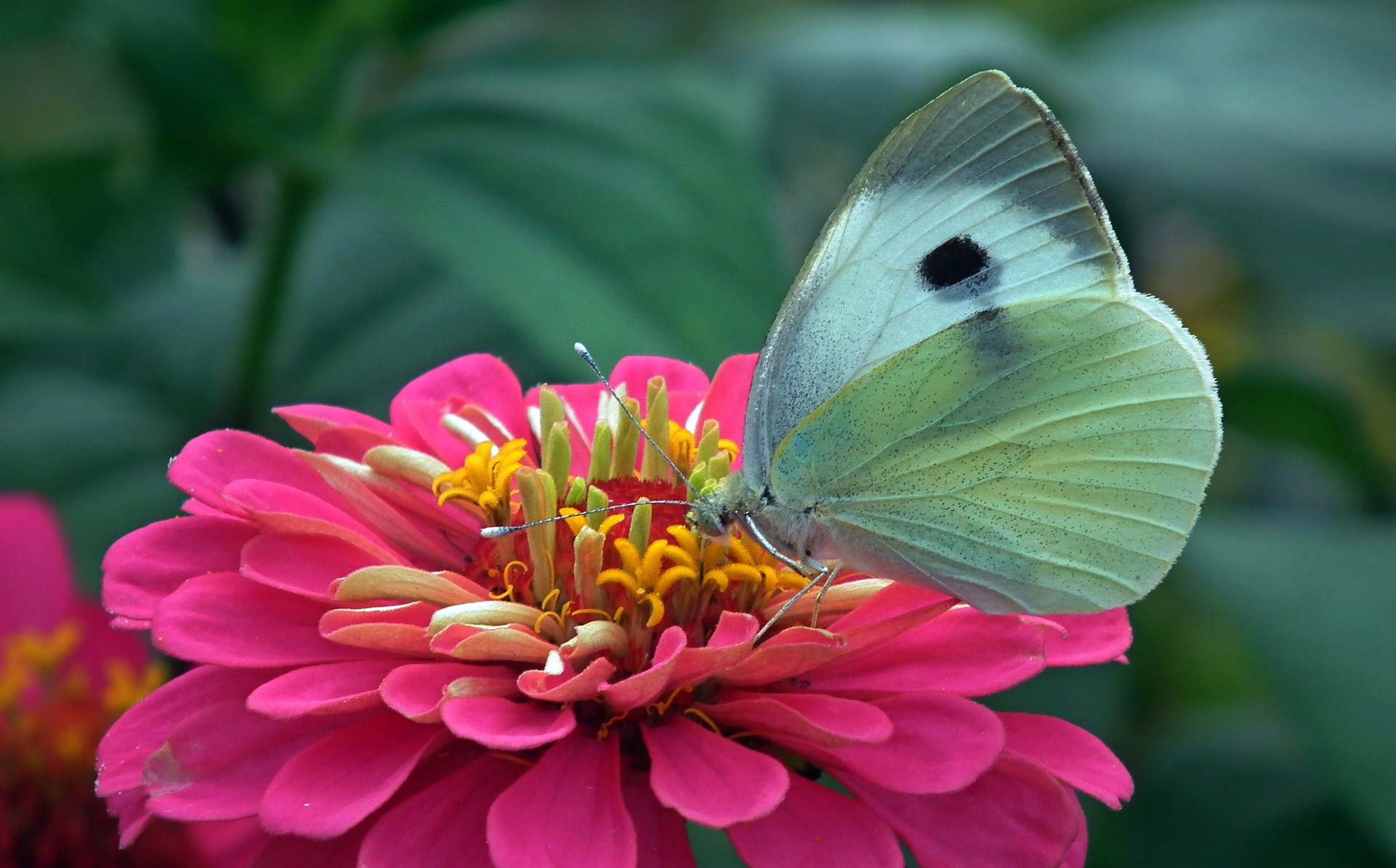 Image of zinnia flower with butterfly. 