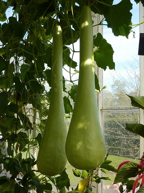 Image of bottle gourds. 