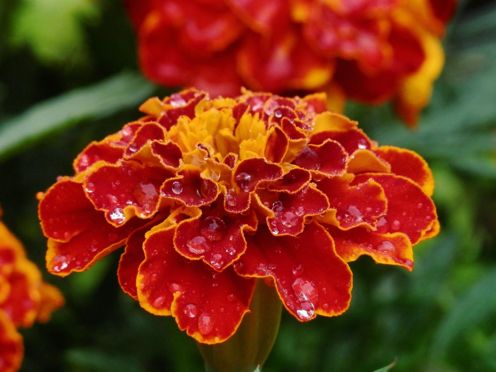 Image of a marigold flower. 