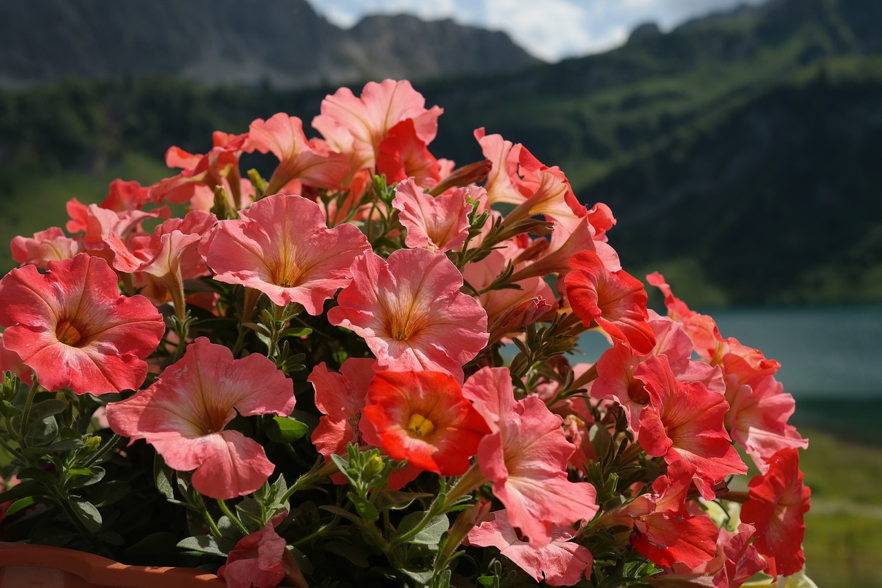 Picture of a Petunias