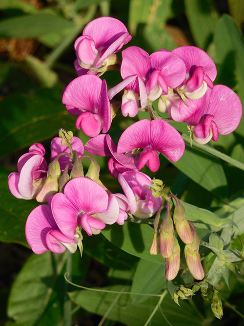 Image of sweet pea flowers. 