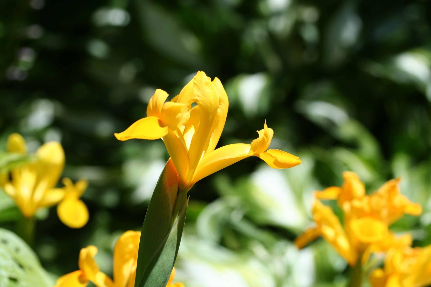 Image of yellow flag iris. 