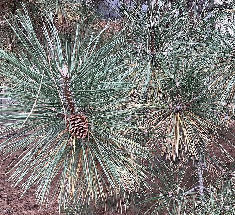 Picture of Austrian Pine