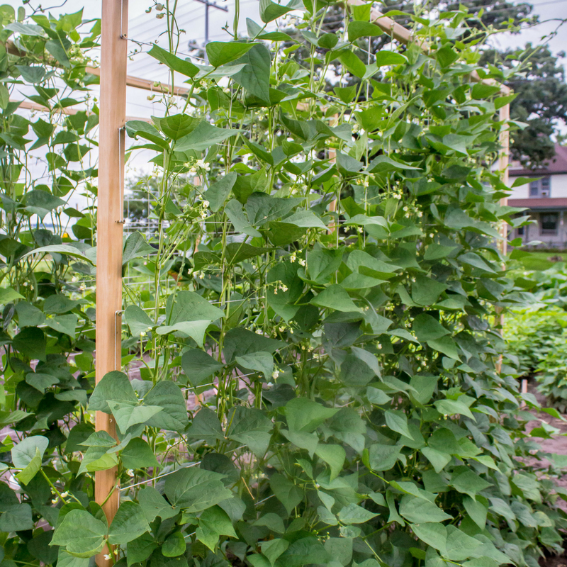 Picture of the Pole Beans