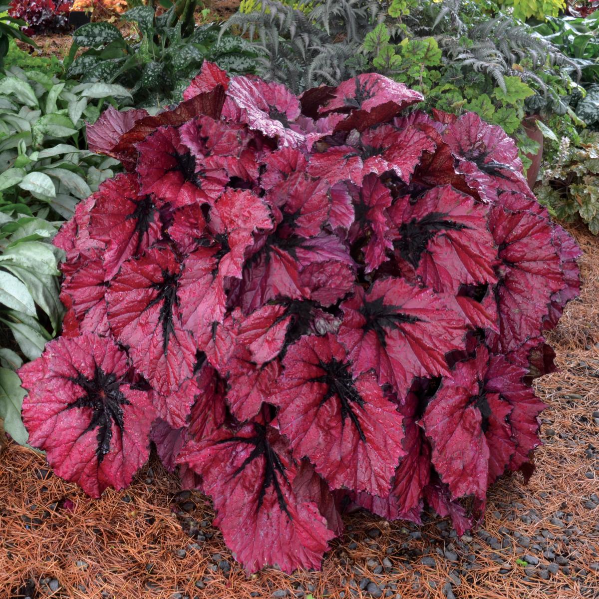 Image of Begonia 'T Rex Ruby Slippers'.