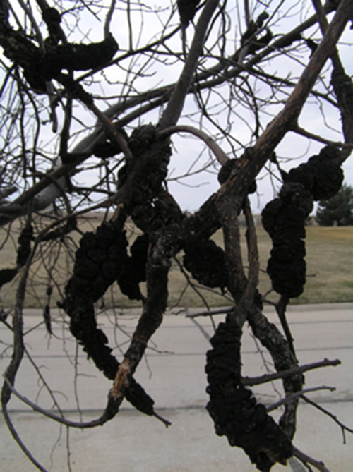 Image of many black knot galls on small branches.