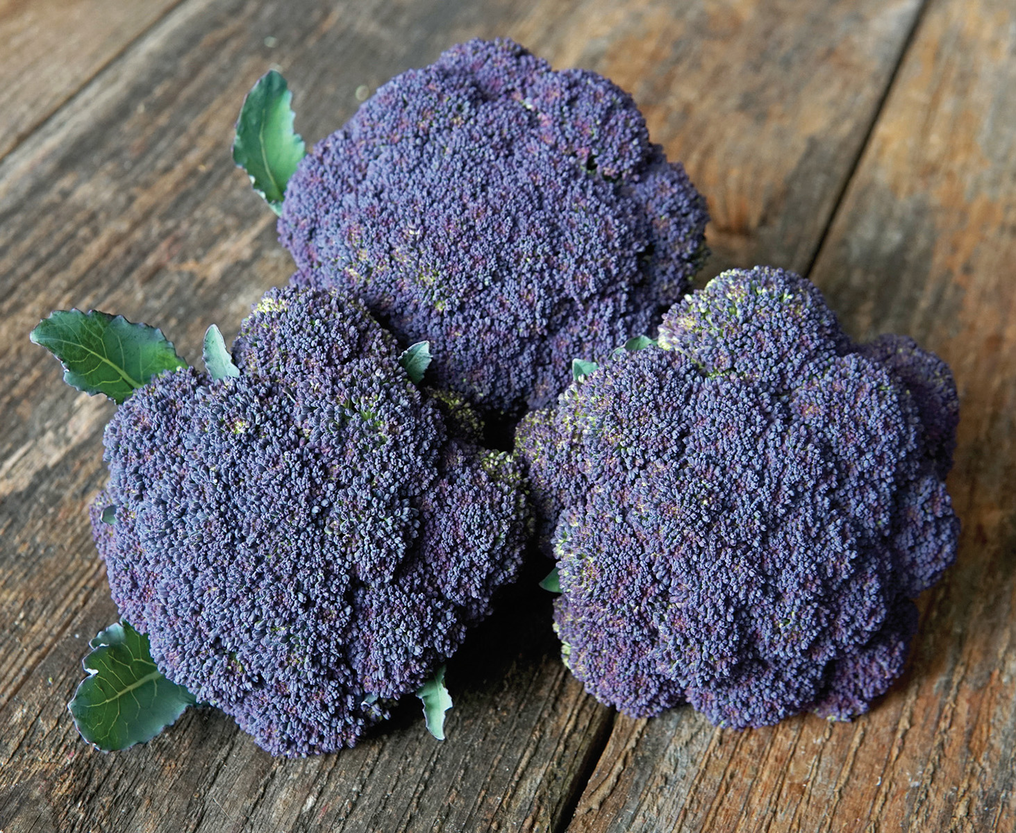 Picture of Jacaranda purple-headed broccoli